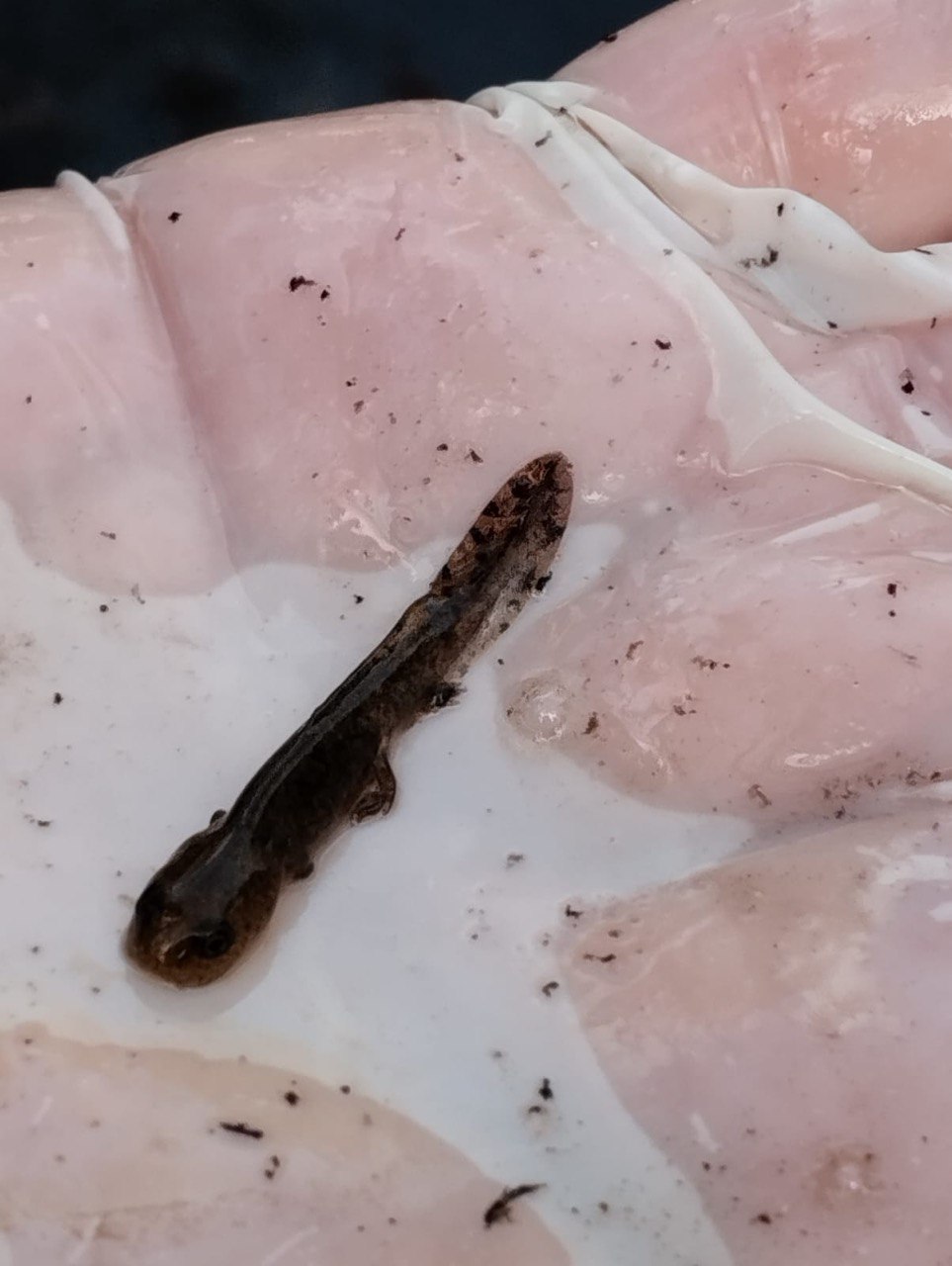 Larva d'amfibi a Santa Fe