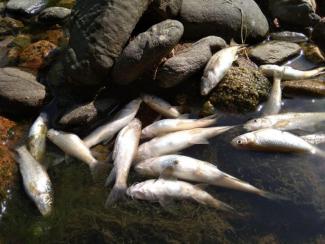 Peixos morts a la Tordera_28-08-18